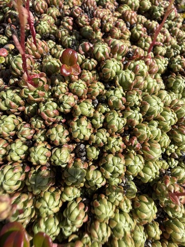 Saxifraga bronchialis, photograph 5