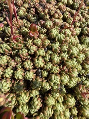 Saxifraga bronchialis, photograph (c) Matt Berger, some rights reserved (CC BY)