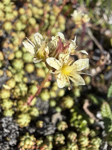 Saxifraga bronchialis, photograph 6