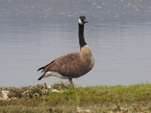 Canada Goose