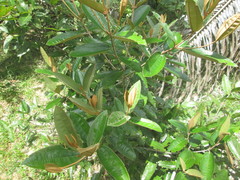 Miconia stenostachya