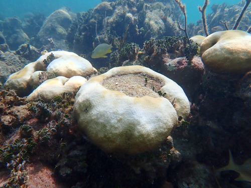 Orbicella annularis observed 2026-09-20