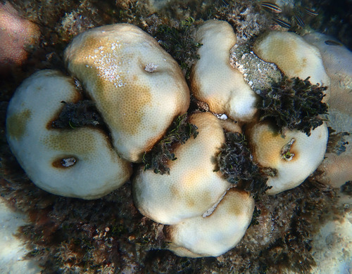 Orbicella annularis observed 2026-09-20