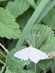 Psamatodes atrimacularia