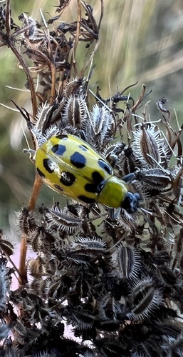 Spotted Cucumber Beetle