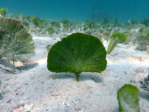 Udotea flabellum observed 2026-09-20