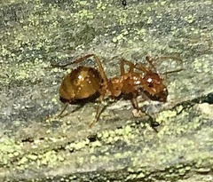 Notoncus spinisquamis