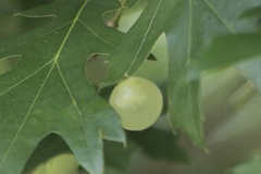 Amphibolips quercusracemaria