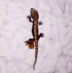 Lepidodactylus lugubris