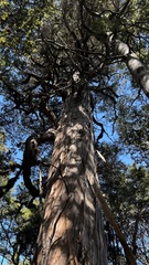 Libocedrus bidwillii, photograph (c) Alan Bell, some rights reserved (CC BY)