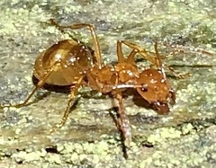 Notoncus spinisquamis