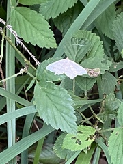 Psamatodes atrimacularia