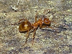 Notoncus spinisquamis