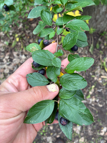 Shiny Cotoneaster