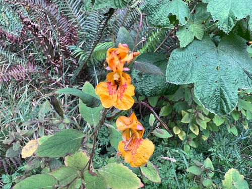 common jewelweed