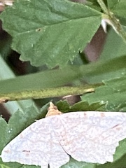 Psamatodes atrimacularia