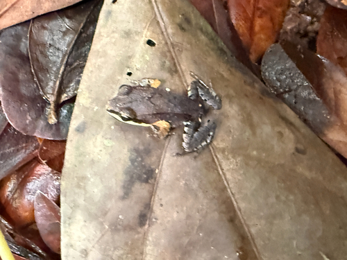 Caribbean White-lipped Frog