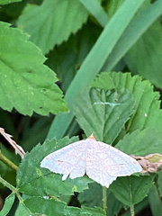Psamatodes atrimacularia