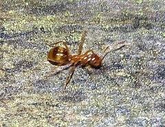 Notoncus spinisquamis