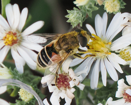 Eurasian Drone Fly