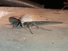 Ophiusa parcemacula