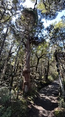 Libocedrus bidwillii, photograph (c) Alan Bell, some rights reserved (CC BY)