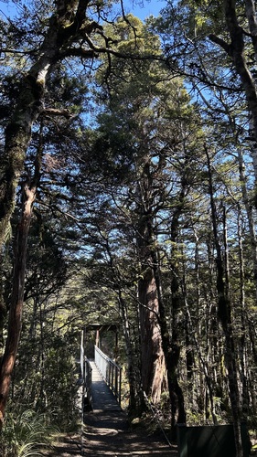 Libocedrus bidwillii, photograph 2