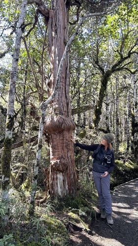 Libocedrus bidwillii, photograph 6