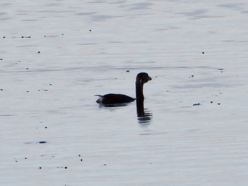 Pied-billed Grebe