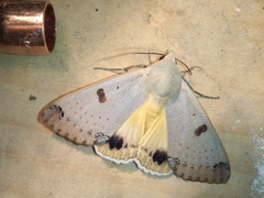 Ophiusa parcemacula