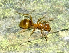 Notoncus spinisquamis