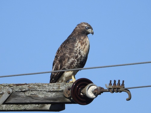 Red-tailed Hawk