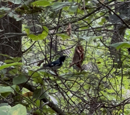 Black-throated Blue Warbler