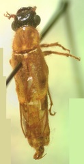 Phengodidae