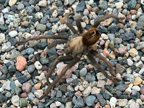 Desert Blonde Tarantula