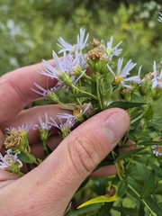 Symphyotrichum firmum, photograph (c) Sam Turner, some rights reserved (CC BY)