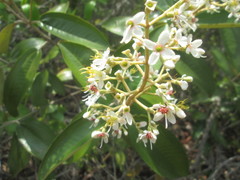 Miconia stenostachya