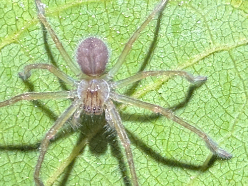 Nolavia antiguensis