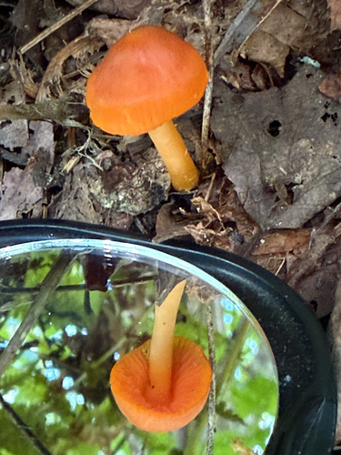 orange gilled waxcap