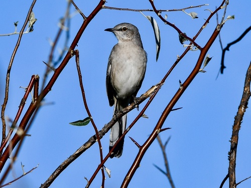Northern Mockingbird