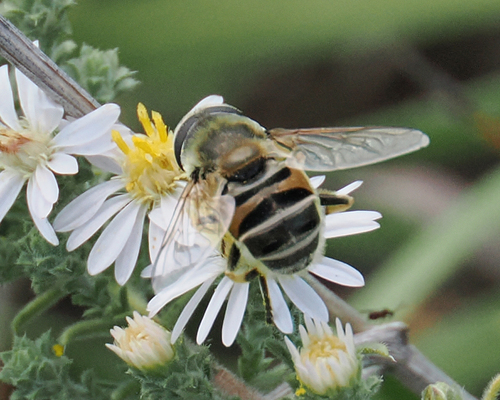 Yellow-shouldered Drone Fly
