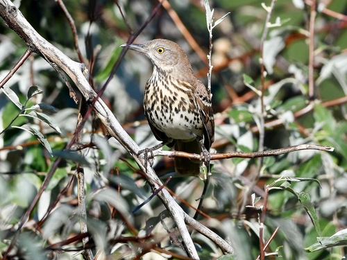 Brown Thrasher