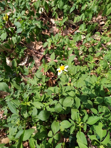 White beggarticks