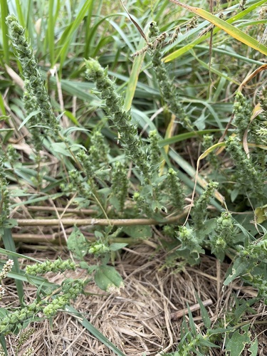 Sumpweed