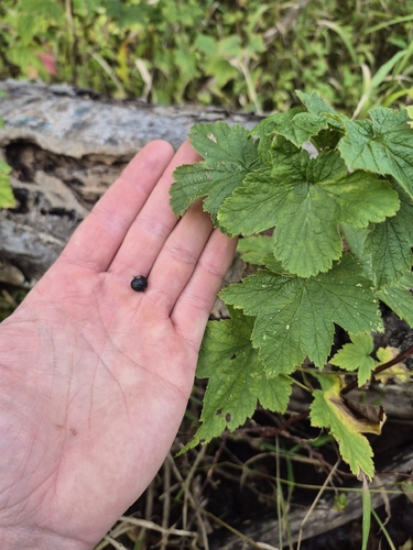 Ribes americanum, photograph 1