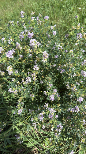 Alfalfa
