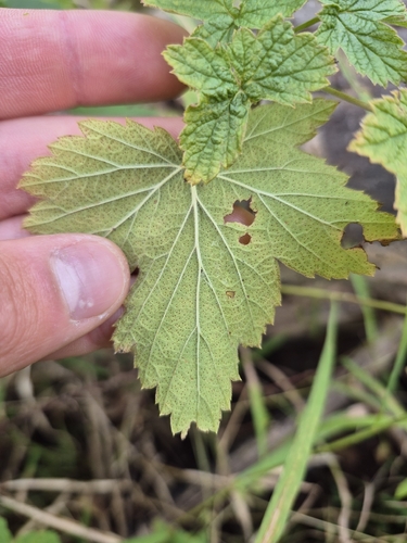 Ribes americanum, photograph 2
