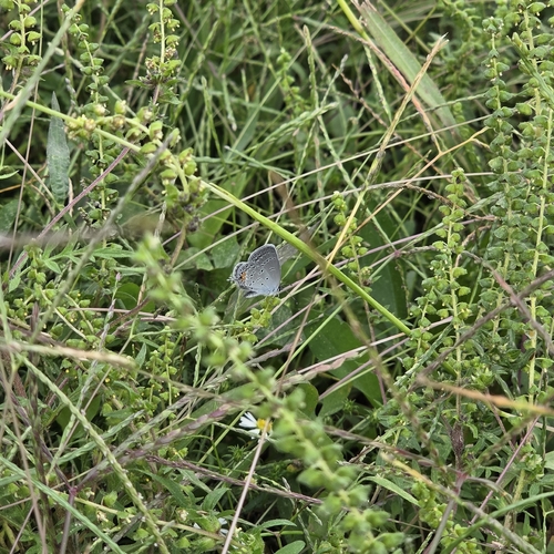 Eastern Tailed-Blue