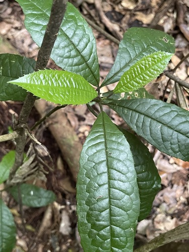 Polyosma rhytiphloia observed 2026-09-22