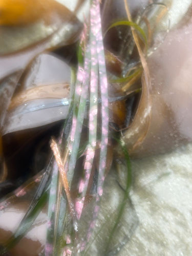 Surfgrass encrusting alga